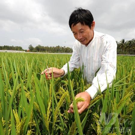 水稻能养活众多人口_水稻养人,却还有很多人不知道它的妙用,是不是感觉白吃(3)