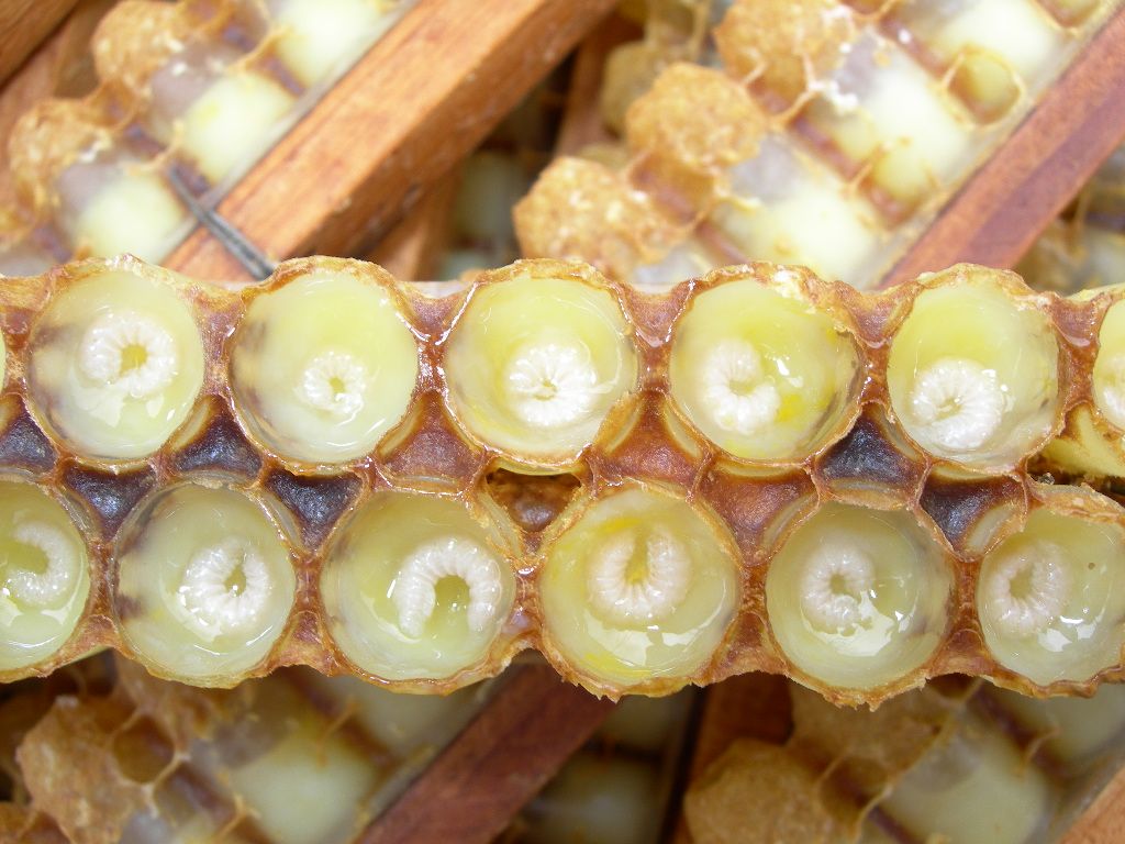 蜜蜂王图片,大排蜂蜂王图片,老蜂王和新蜂王图片(第2页)_大山谷图库