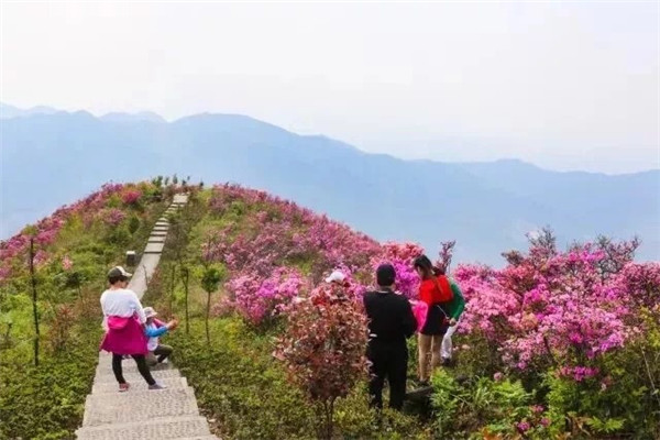 奉化金娥山省级森林公园